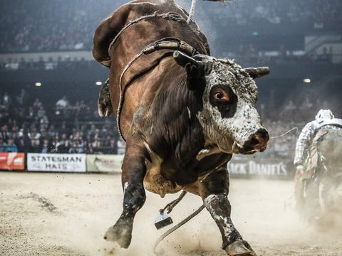 PBR Hawkesbury Stampede - C Tourism 1