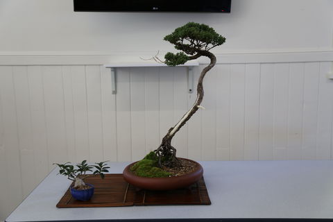 Wauchope Bonsai Workshop Group - C Tourism 0