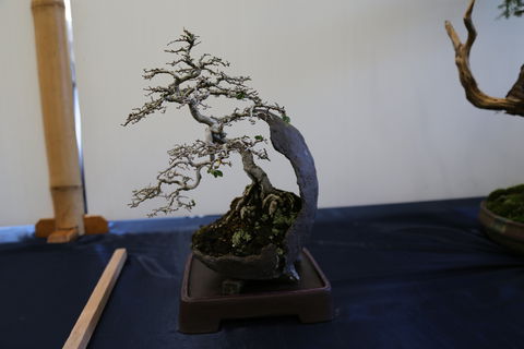 Wauchope Bonsai Workshop Group - C Tourism 1