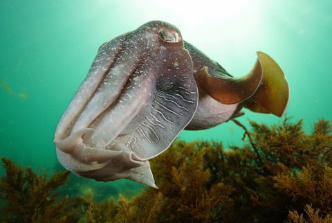 Whyalla Maritime Museum - Cuttlefish Capers - C Tourism 0