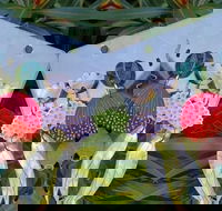 Acrylic Earring Workshop Native Florals - C Tourism