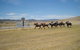 Adaminaby Cup Race Day - thumb 0