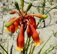 Australian flora past present and future - C Tourism