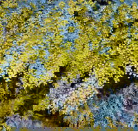 Australian Wattle Day  the Old Bus Depot Markets - C Tourism