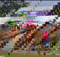 Camel Races at Gosford Showgrounds - C Tourism