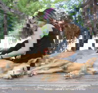 Dingo Den Discovery Experience - C Tourism