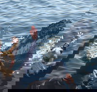 Eden Whale Festival - C Tourism