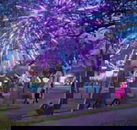 Grafton Jacaranda Festival - C Tourism