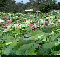 Lotus Flower Season - C Tourism