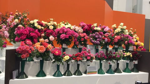 Roses By The Seaside: National Rose Championships And Conference - C Tourism 1