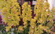 Sapphire Coast Orchid Club Winter Orchid Show - thumb 0