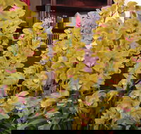 Sapphire Coast Orchid Club Winter Orchid Show - C Tourism