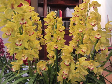 Sapphire Coast Orchid Club Winter Orchid Show - C Tourism 0