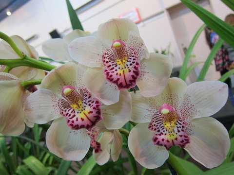 Sapphire Coast Orchid Club Winter Orchid Show - C Tourism 1