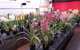 Sapphire Coast Orchid Club Winter Orchid Show - thumb 2