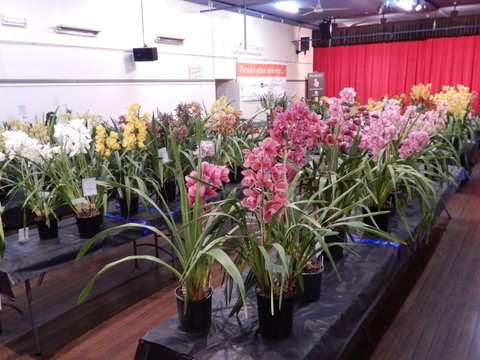 Sapphire Coast Orchid Club Winter Orchid Show - C Tourism 2