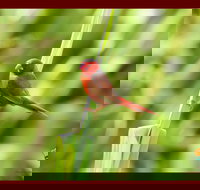 Spring into Finches and Softbills - C Tourism