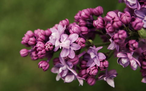69th Annual Goulburn Lilac City Festival - C Tourism 0