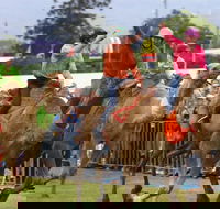 Camel Races at Penrith Paceway - C Tourism