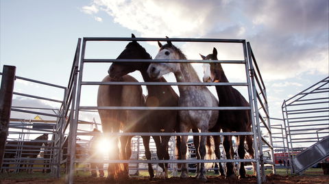 Cunnamulla Fella Festival 2020 - C Tourism 1