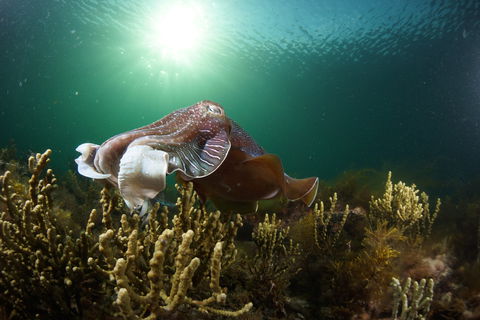 Cuttlefish Diving & Snorkeling EVERYDAY May -August - C Tourism 0