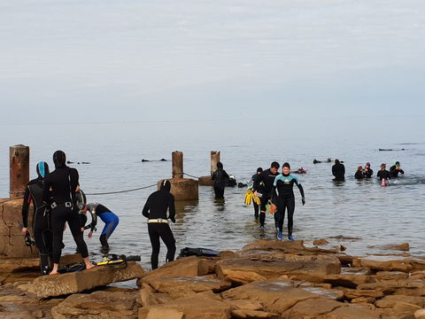 Cuttlefish Diving & Snorkeling EVERYDAY May -August - C Tourism 1