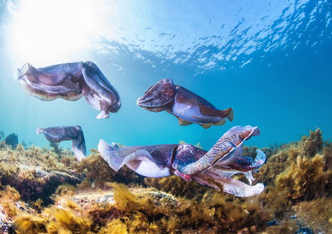 Cuttlefish Diving & Snorkeling EVERYDAY May -August - C Tourism 2