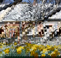 Daffodils at Rydal - C Tourism