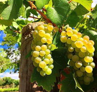 GetawaysSA Bringing Barossa To Your Door - C Tourism