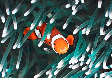 Great Barrier Reef Masters Games - C Tourism 1