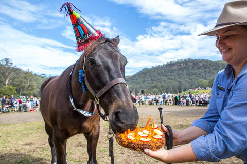 Horses Birthday Festival - C Tourism 0