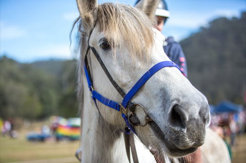 Horses Birthday Festival - C Tourism 1