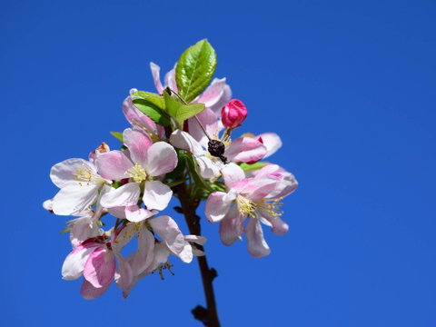 Spring Time At Hunter Valley Gardens - C Tourism 0