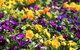 Spring Time At Hunter Valley Gardens - thumb 2