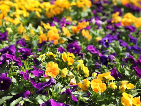 Spring Time At Hunter Valley Gardens - C Tourism 2