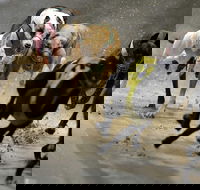 Twilight Greyhound Racing - C Tourism