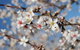 Willunga Almond Blossom Festival - thumb 1