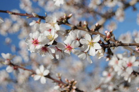 Willunga Almond Blossom Festival - C Tourism 1