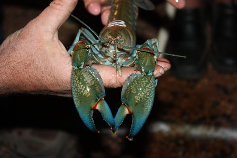 Windorah International Yabby Races - Postponed - C Tourism 0