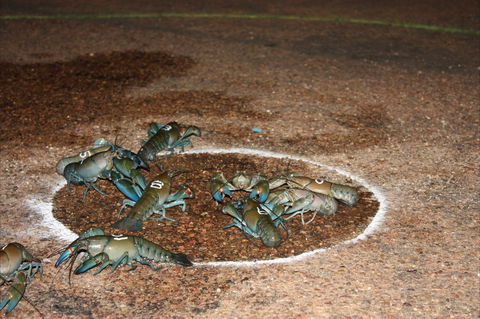 Windorah International Yabby Races - Postponed - C Tourism 2