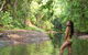 The Canopy Rainforest Treehouses And Wildlife Sanctuary - thumb 4
