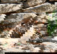 Jenolan Caves House - C Tourism