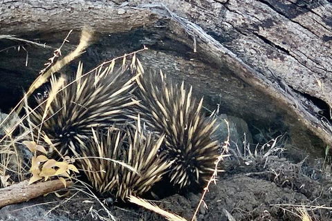 Sunrise On Falie - C Tourism 3