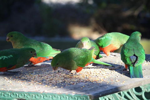 Omeo Motel - C Tourism 4