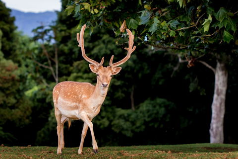 Lookout Mountain Retreat - C Tourism 1