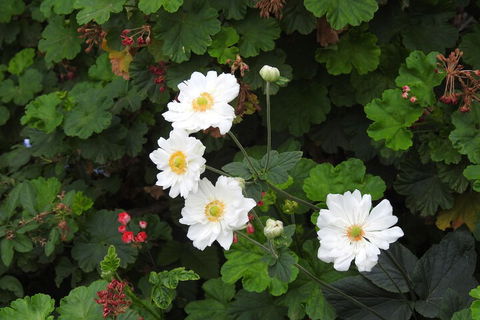 Barklysuites Apartments - C Tourism 7