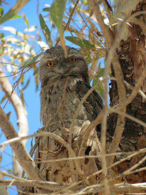 Kalbarri Tudor Holiday Park - C Tourism 3