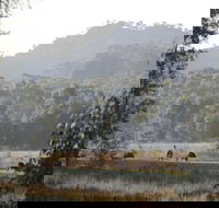 Dacelo - C Tourism