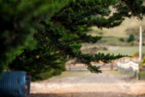 Wattle Grove Homestead Bed & Breakfast - C Tourism 5