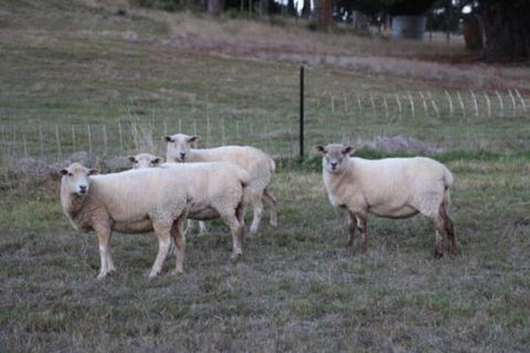 Wattle Grove Homestead Bed & Breakfast - C Tourism 3